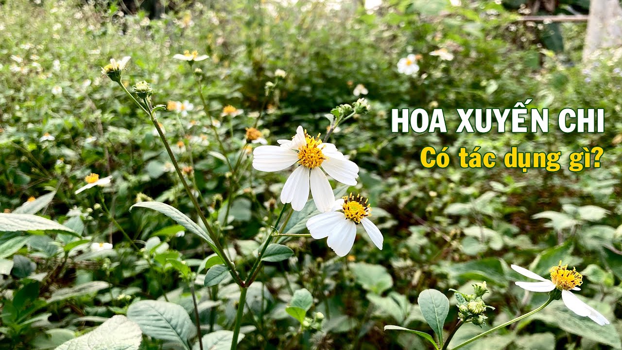 ảnh hoa xuyến chi 0029