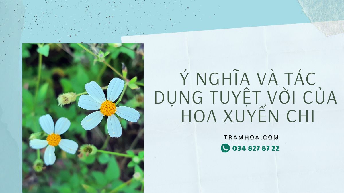 ảnh hoa xuyến chi 0035