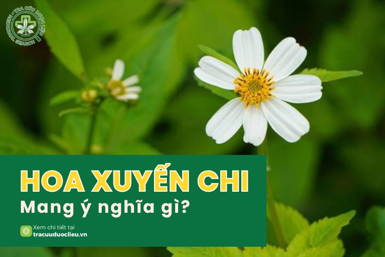 ảnh hoa xuyến chi 0042