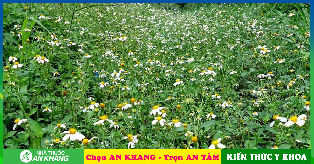 ảnh hoa xuyến chi 0043