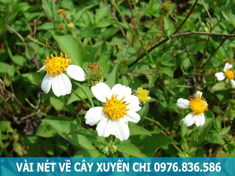 ảnh hoa xuyến chi 0093