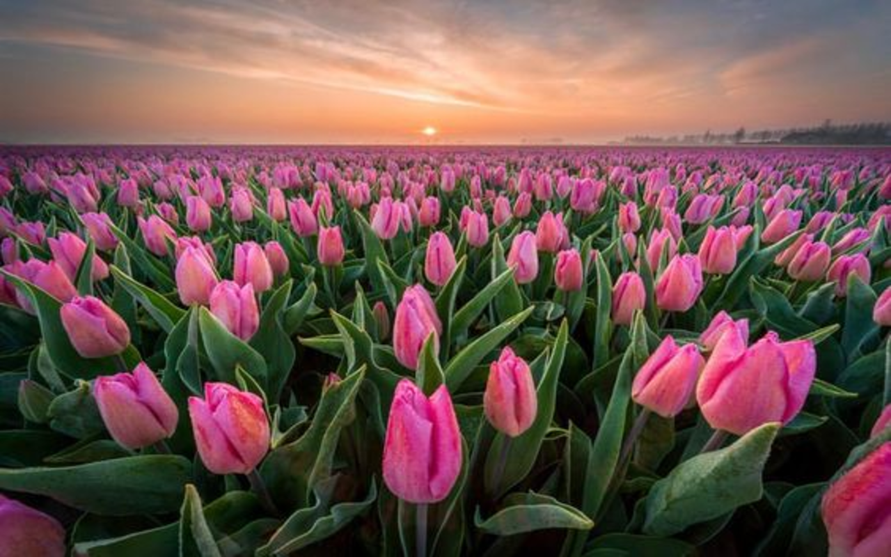 chill hình nền hoa tulip pinterest