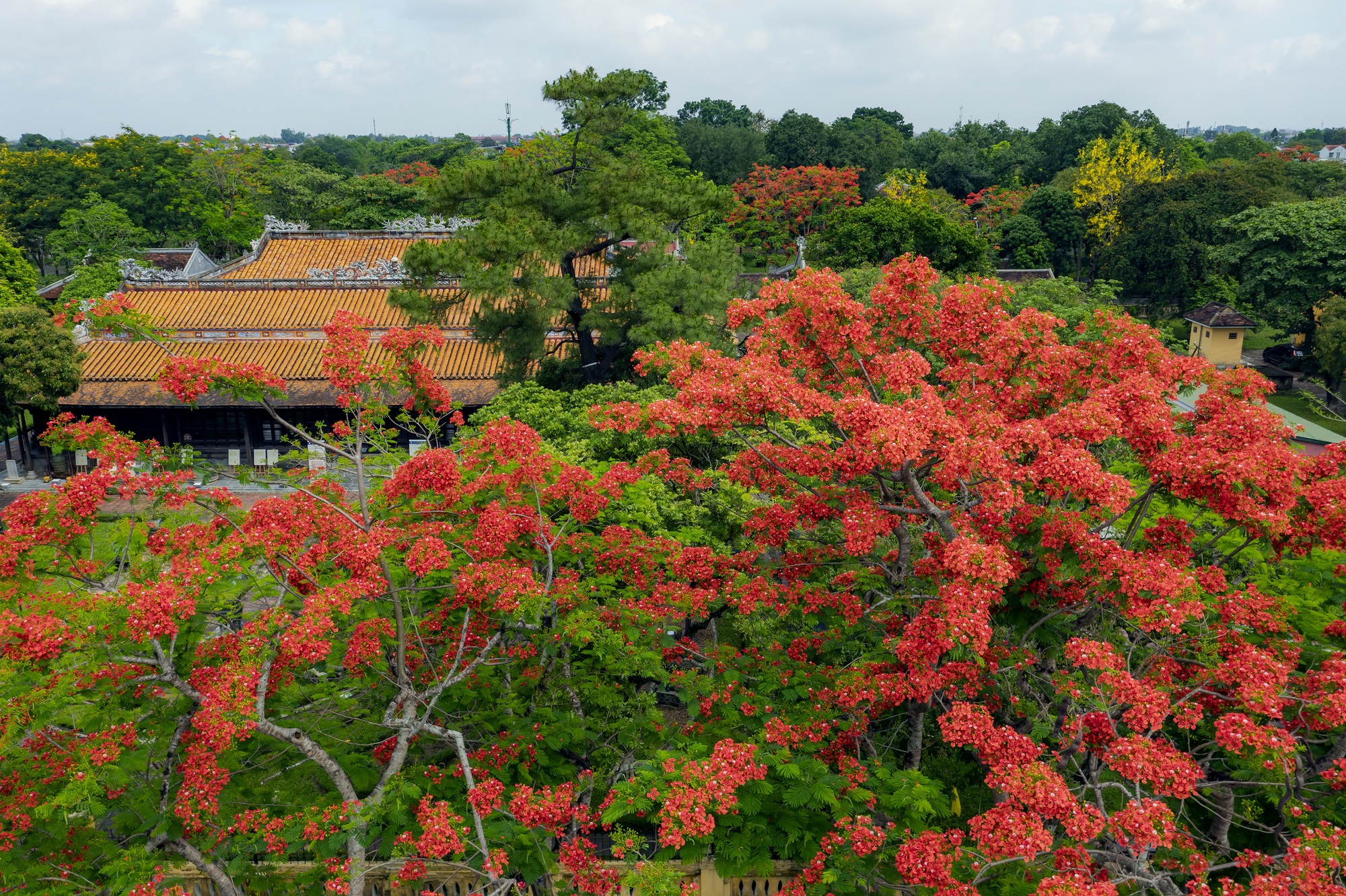 hình nền ảnh hoa phượng 0051