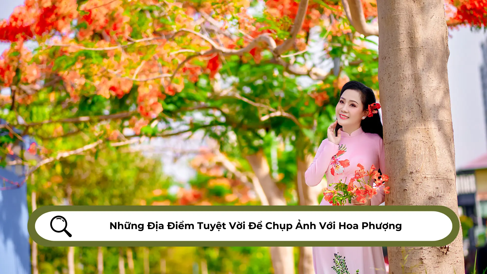 hình nền ảnh hoa phượng 0079