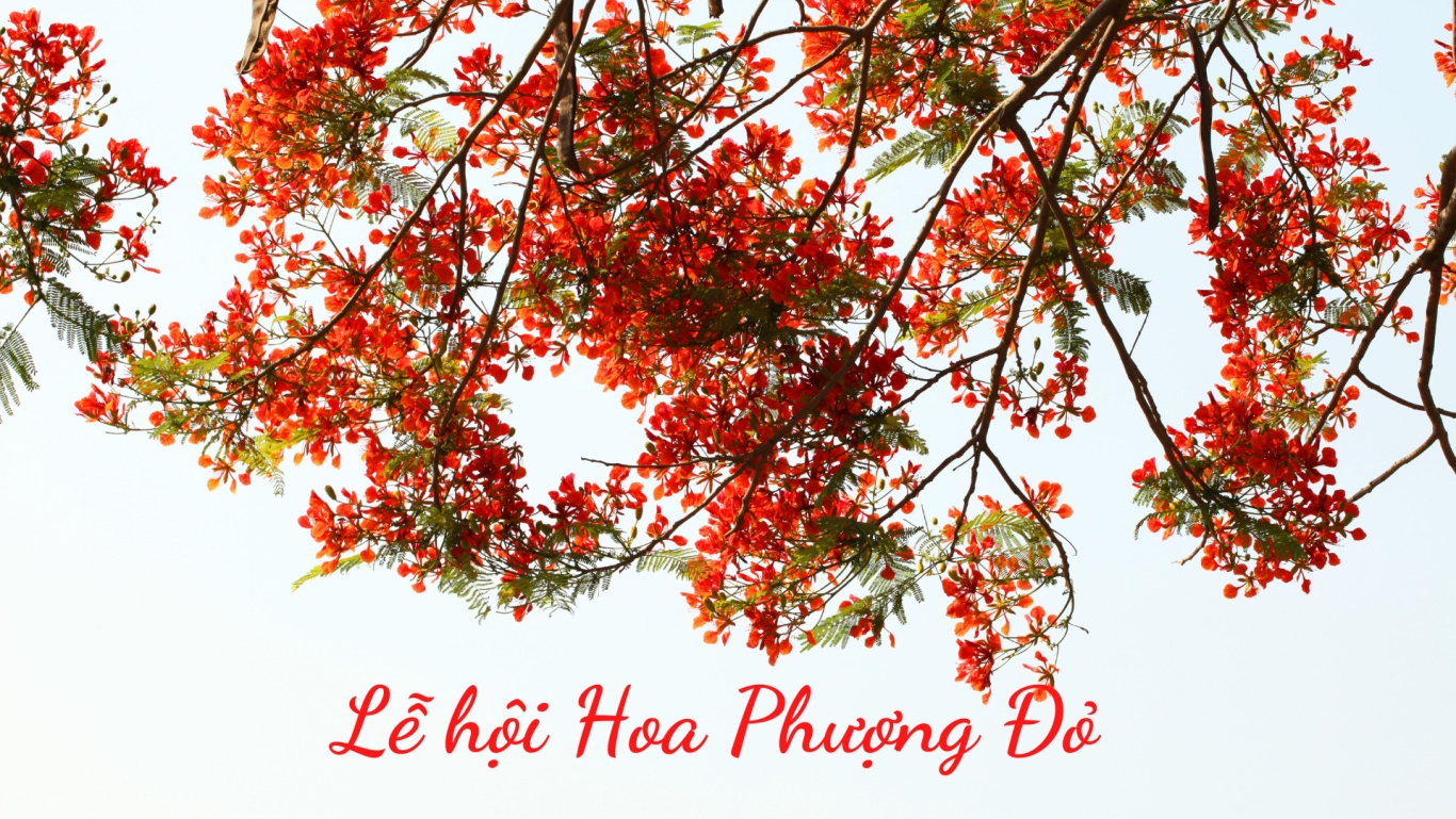 hình nền ảnh hoa phượng 0089