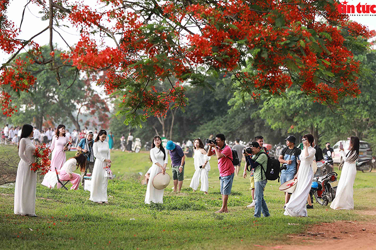 hình nền ảnh hoa phượng 0099