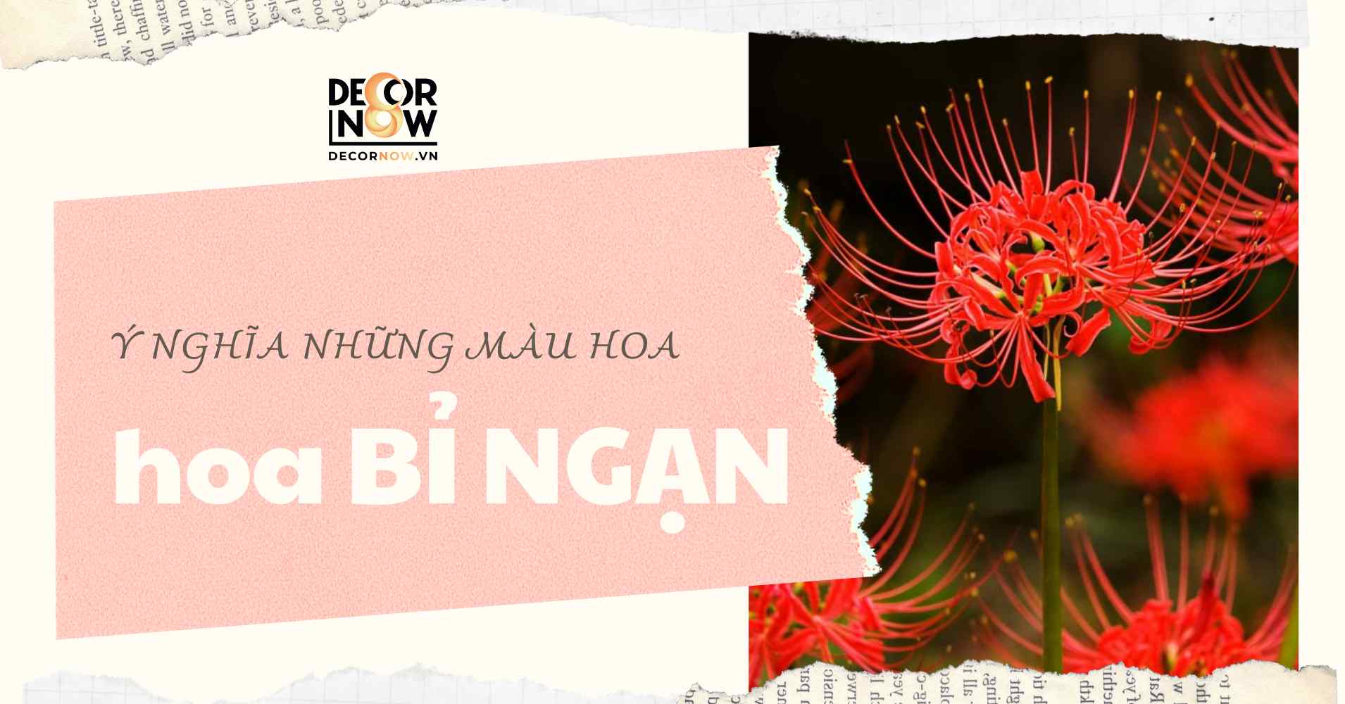 hình nền hoa bỉ ngạn 0023