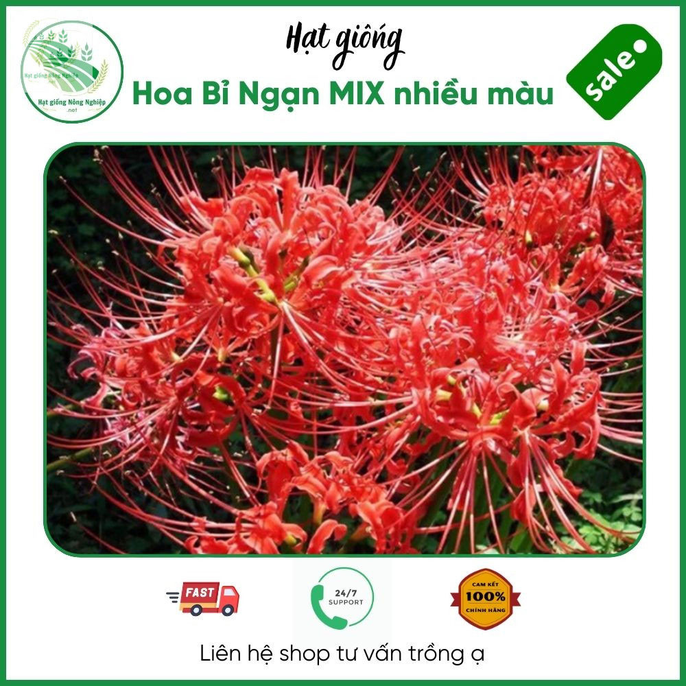 hình nền hoa bỉ ngạn 0034