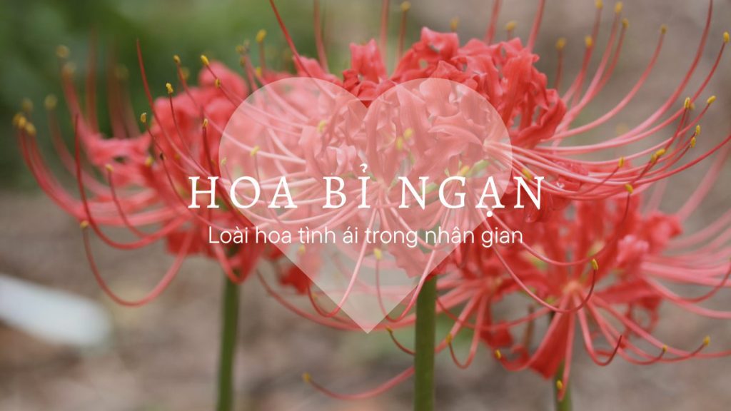 hình nền hoa bỉ ngạn 0042