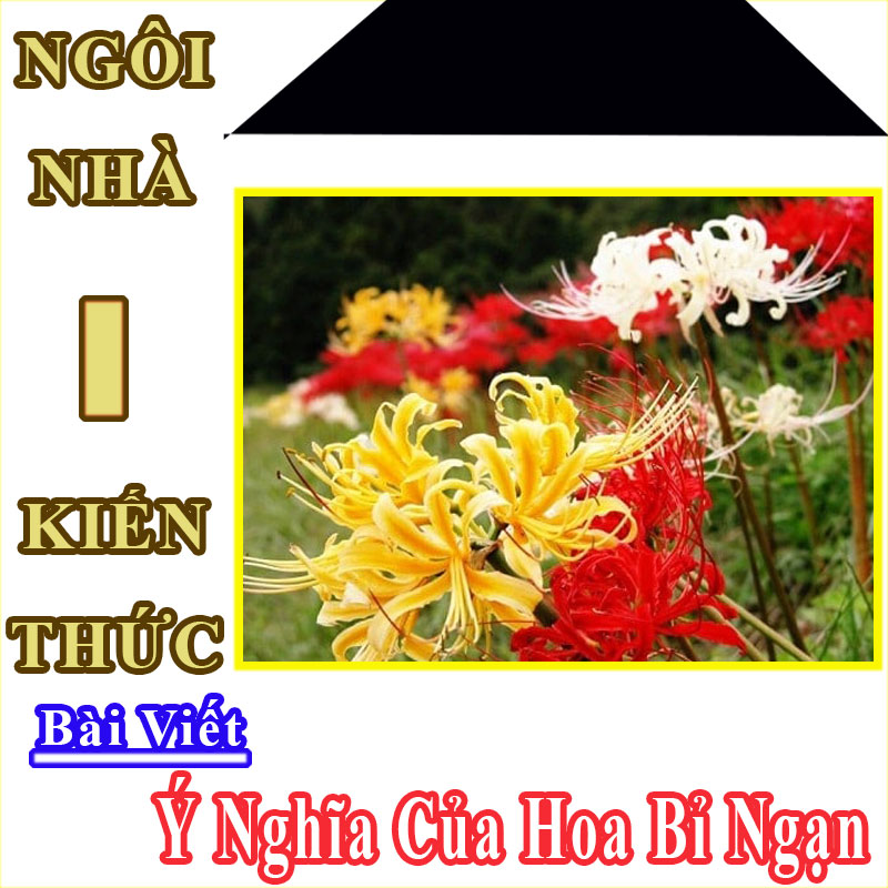 hình nền hoa bỉ ngạn 0050