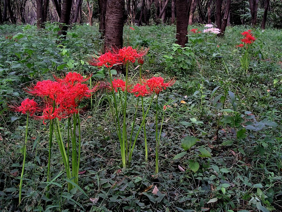 hình nền hoa bỉ ngạn 0057