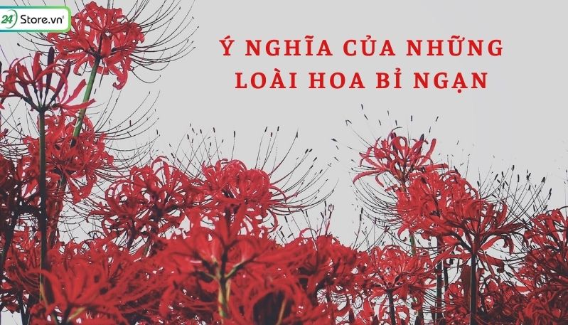 hình nền hoa bỉ ngạn 0062