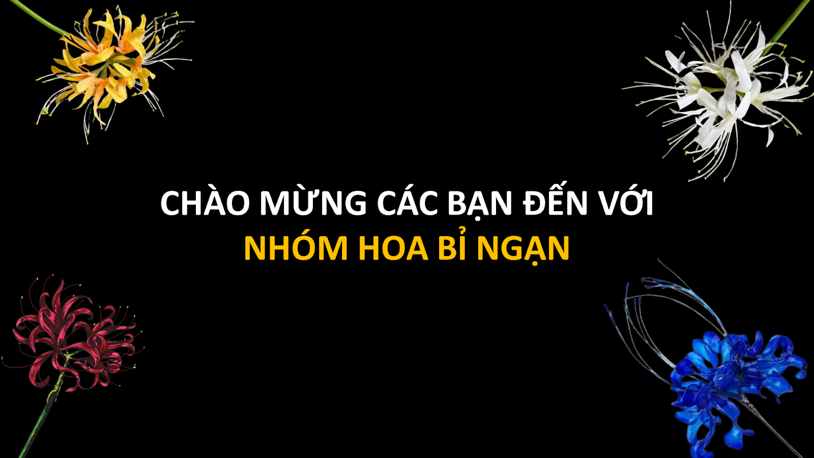 hình nền hoa bỉ ngạn 0073