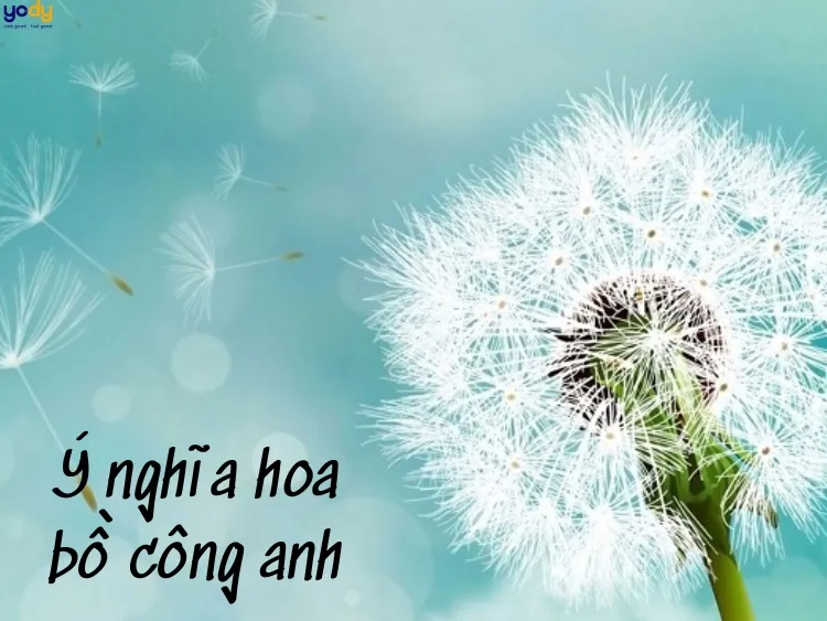 hình nền hoa bồ công anh đẹp nhất 0033