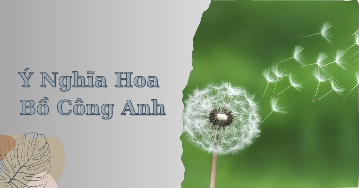 hình nền hoa bồ công anh đẹp nhất 0035