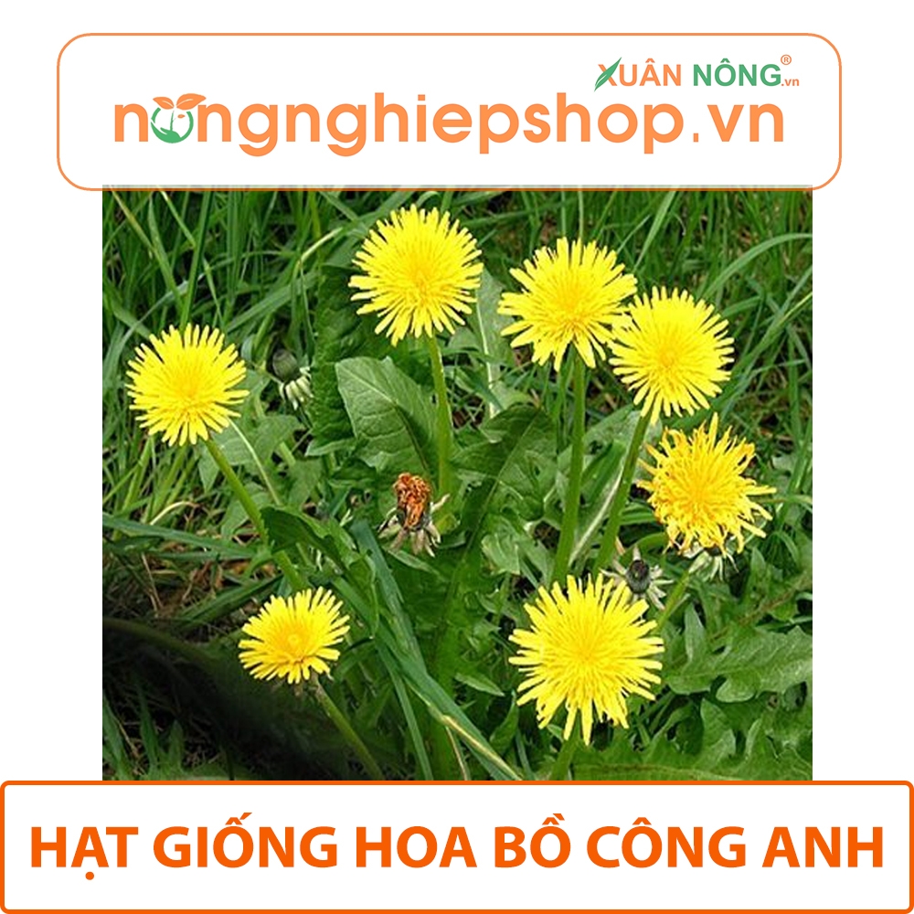 hình nền hoa bồ công anh đẹp nhất 0053