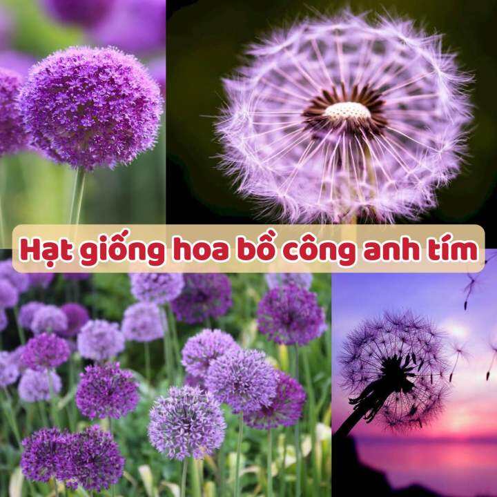 hình nền hoa bồ công anh đẹp nhất 0074