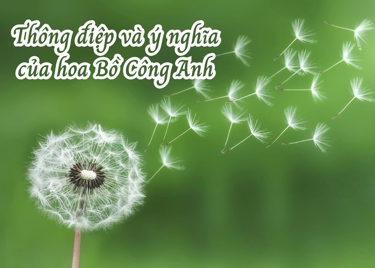 hình nền hoa bồ công anh