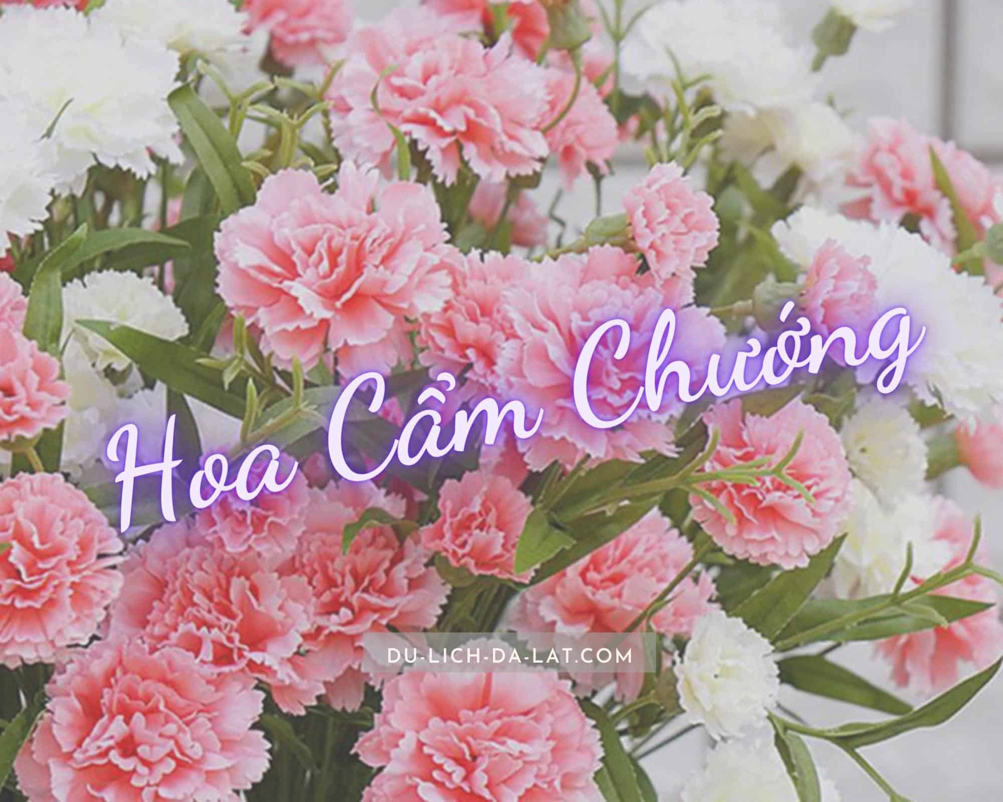 hình nền hoa cẩm chướng cho máy tính