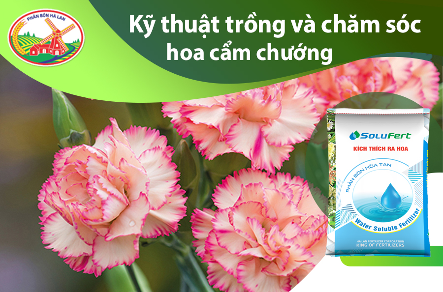 hình nền hoa cẩm chướng 0044