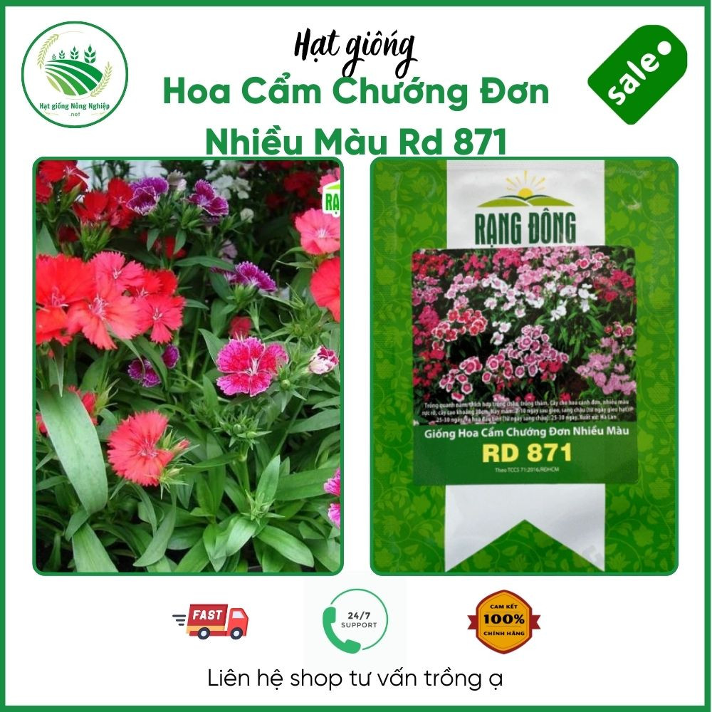 hình nền hoa cẩm chướng 0064