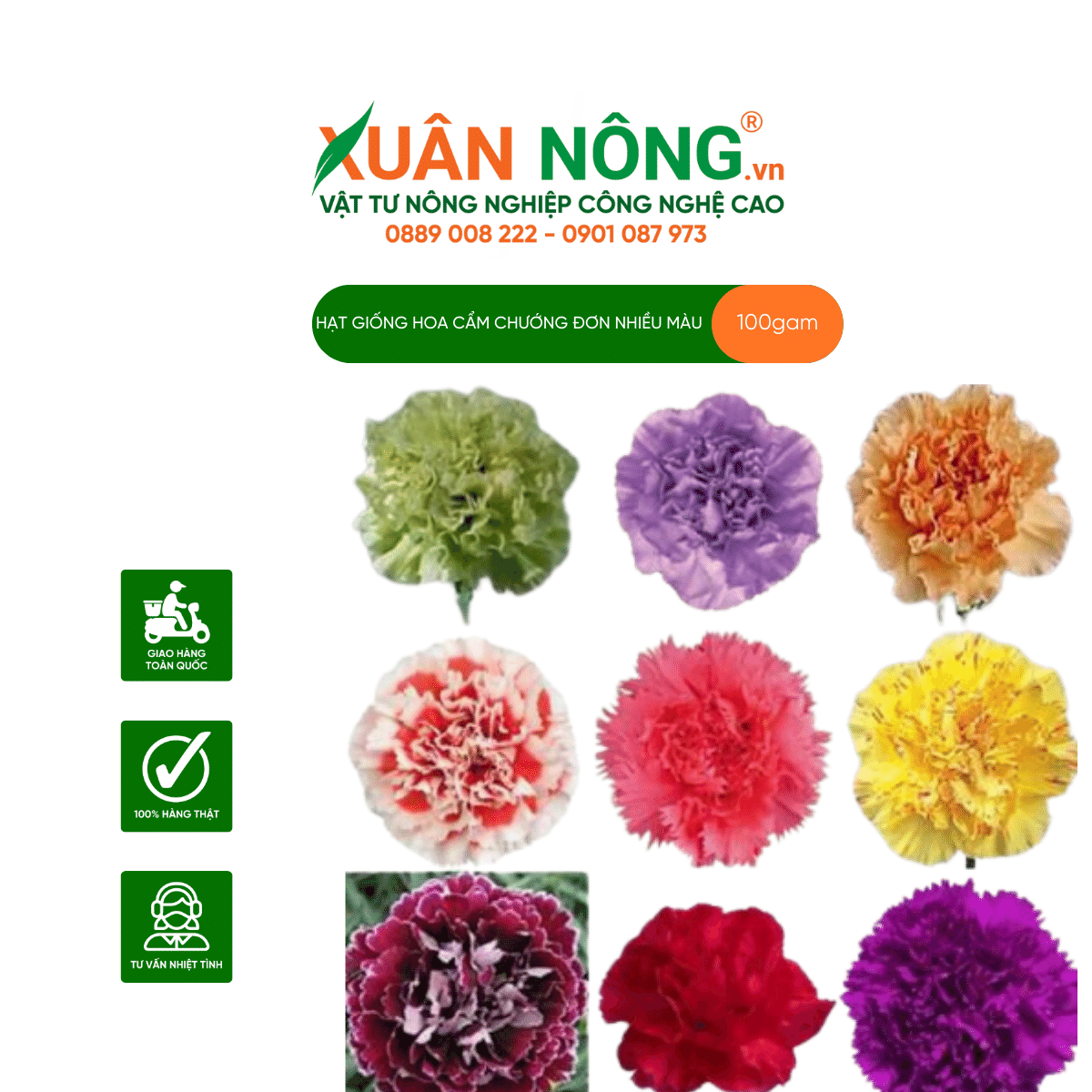 hình nền hoa cẩm chướng 0091