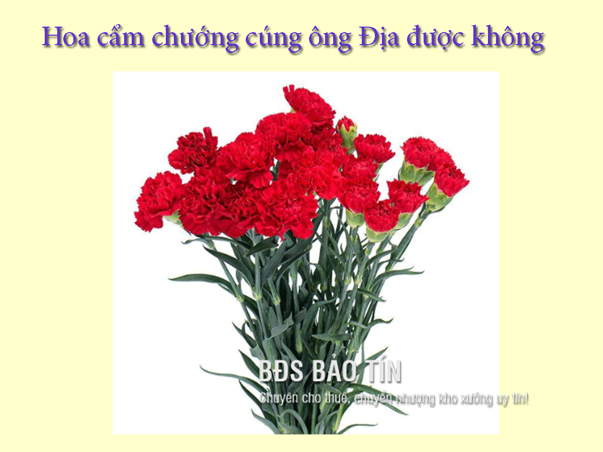 hình nền hoa cẩm chướng 0099