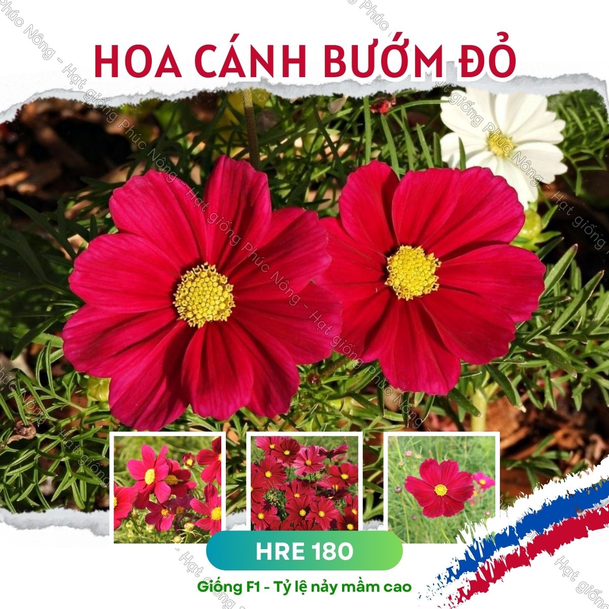 hình nền hoa cánh bướm 0027