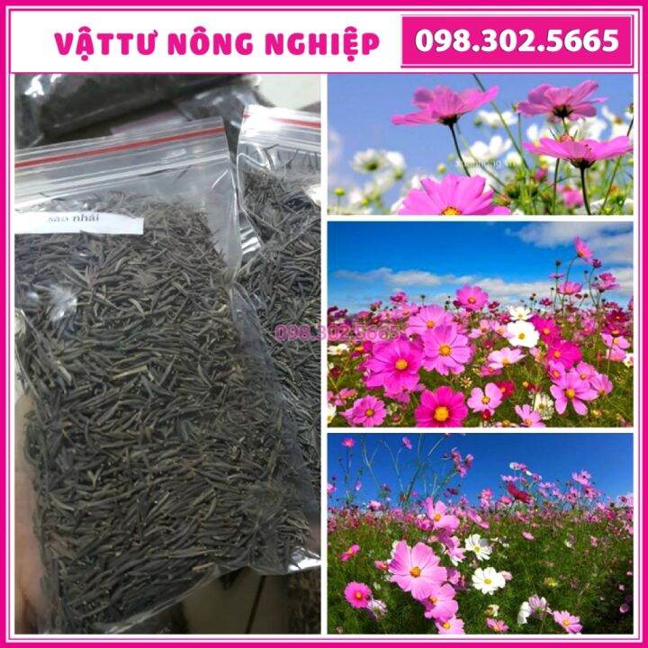 hình nền hoa cánh bướm 0029