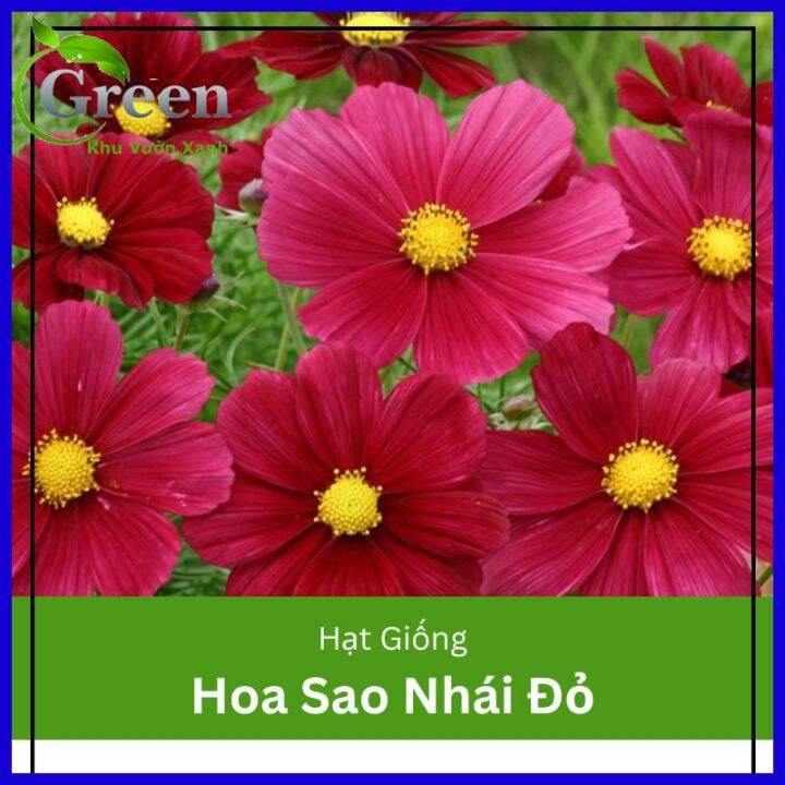 hình nền hoa cánh bướm 0047