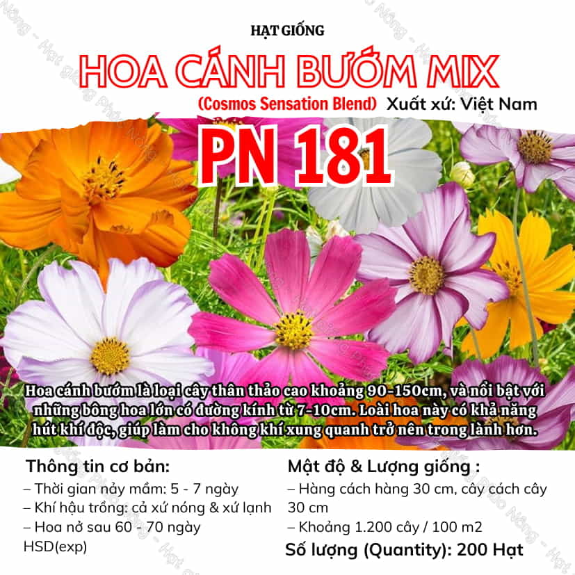 hình nền hoa cánh bướm 0059