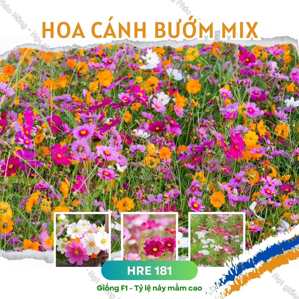 hình nền hoa cánh bướm 0095