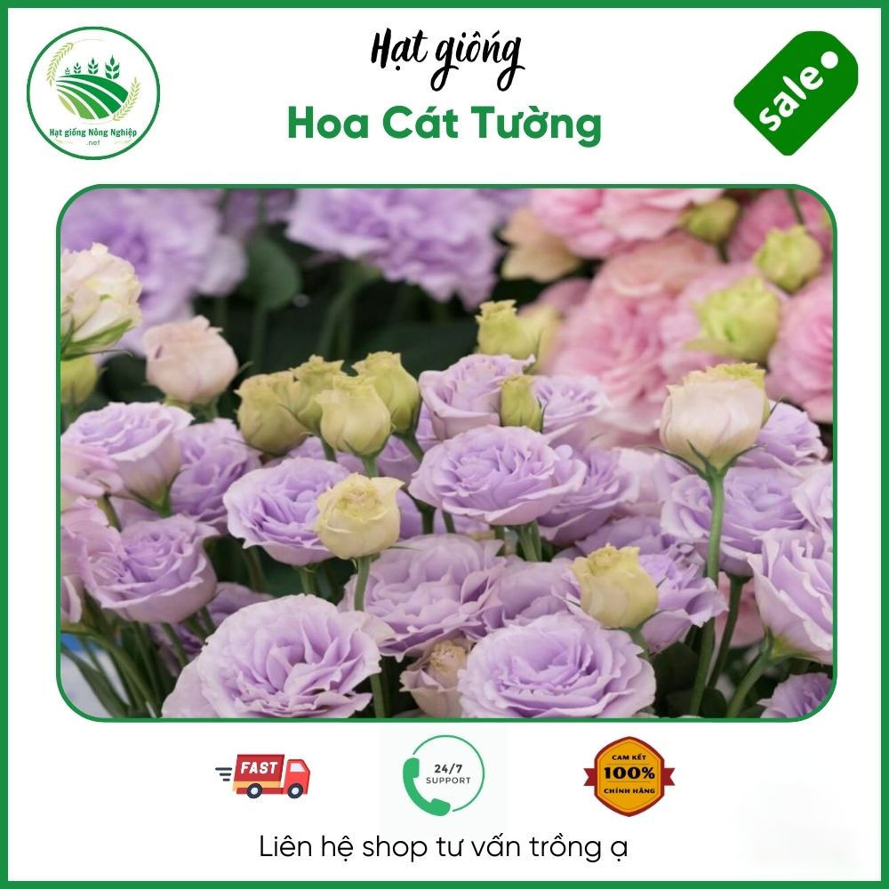 hình nền hoa cát tường 0059