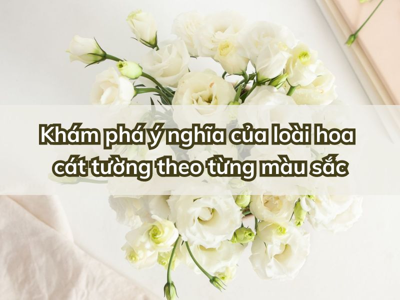 hình nền hoa cát tường 0088