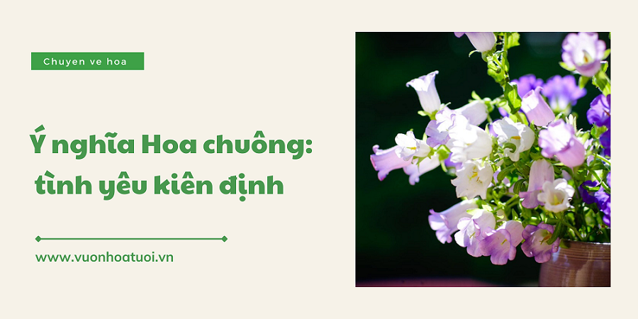 hình nền hoa chuông 0035