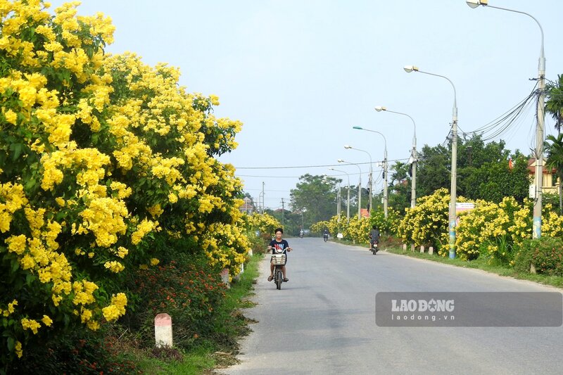 hình nền hoa chuông 0036