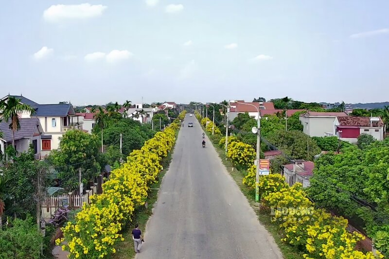 hình nền hoa chuông 0074