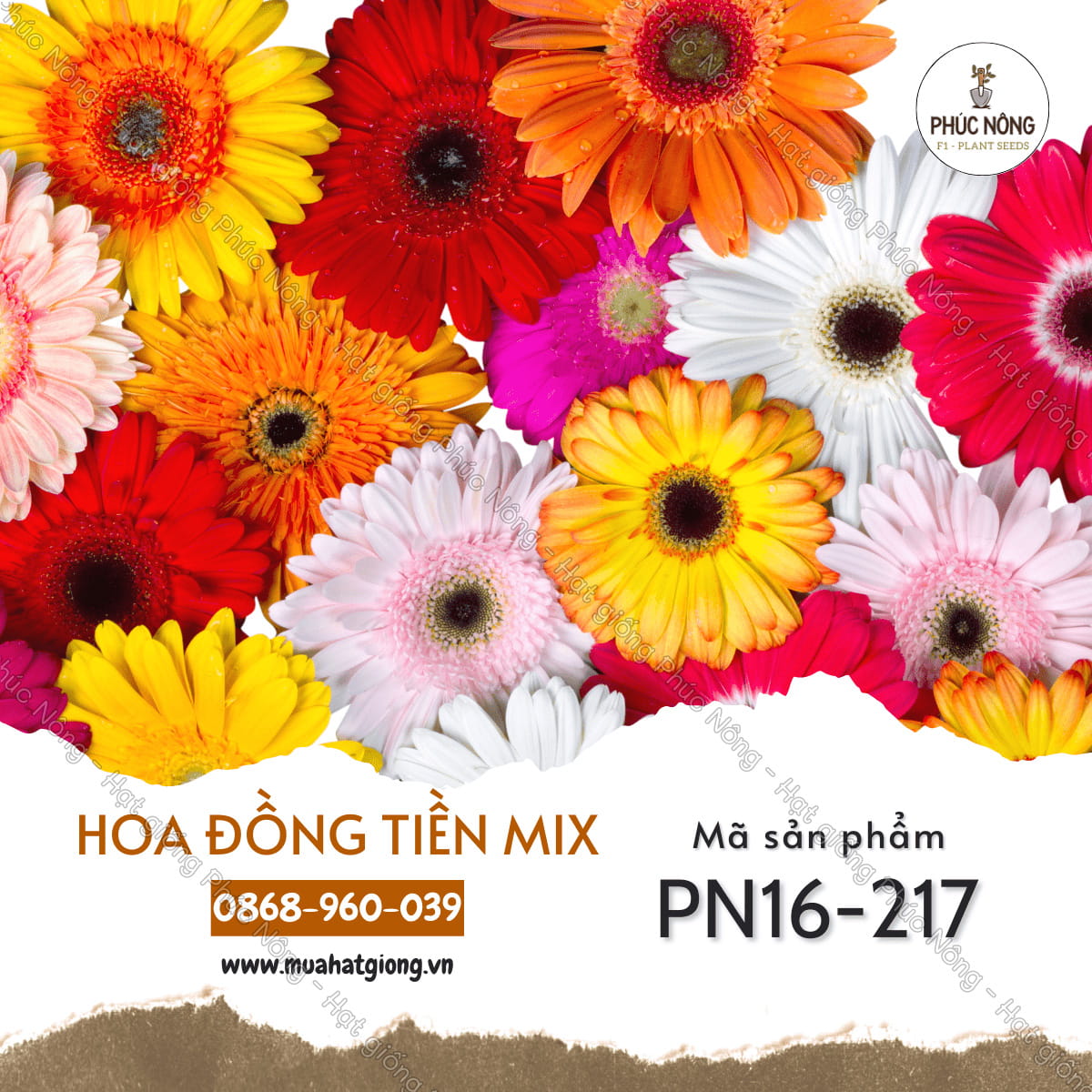 hình nền hoa đồng tiền cho điện thoại 0055