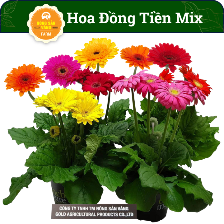 hình nền hoa đồng tiền cho điện thoại 0067