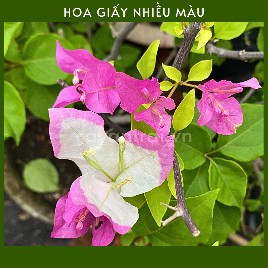 hình nền hoa giấy đẹp nhất 0045