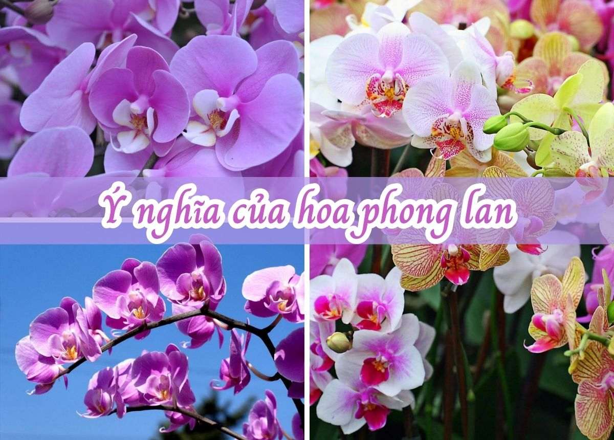 hình nền hoa lan dễ thương