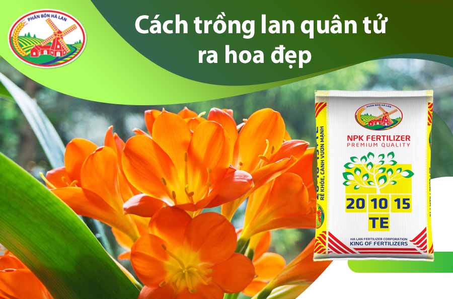 hình nền hoa lan quân tử 0023