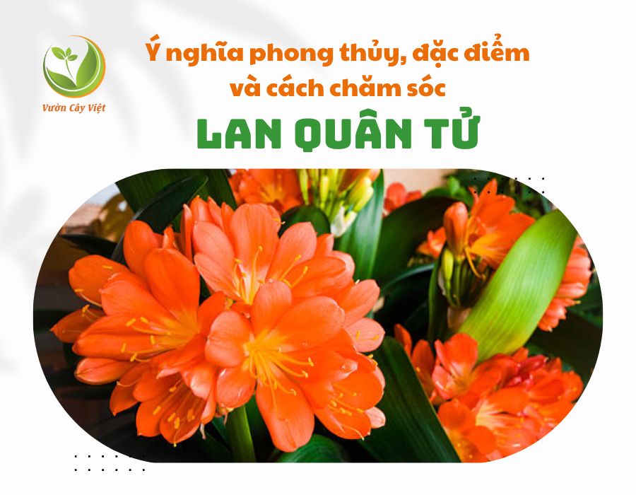 hình nền hoa lan quân tử 0027