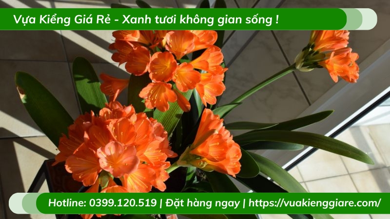 hình nền hoa lan quân tử 0068