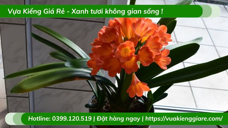 hình nền hoa lan quân tử 0079