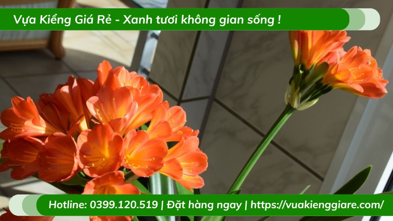 hình nền hoa lan quân tử 0095