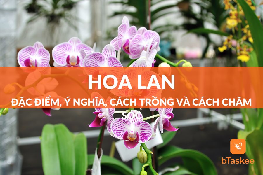 hình nền hoa lan 0037