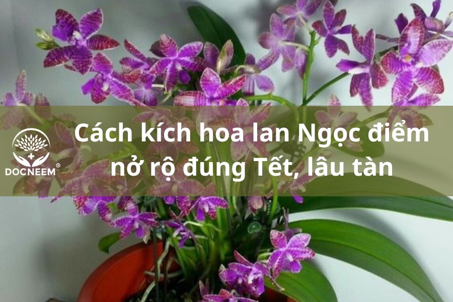 hình nền hoa lan 0071