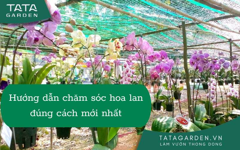 hình nền hoa lan 0085