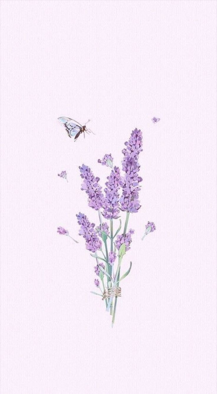 hình nền hoa lavender đẹp